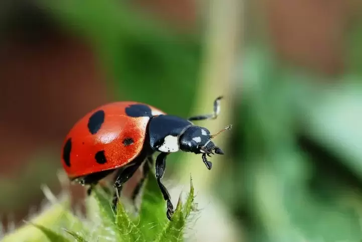 anting-anting para sa swerte-ladybug